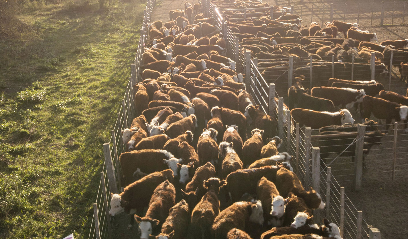 cattle-on-farm